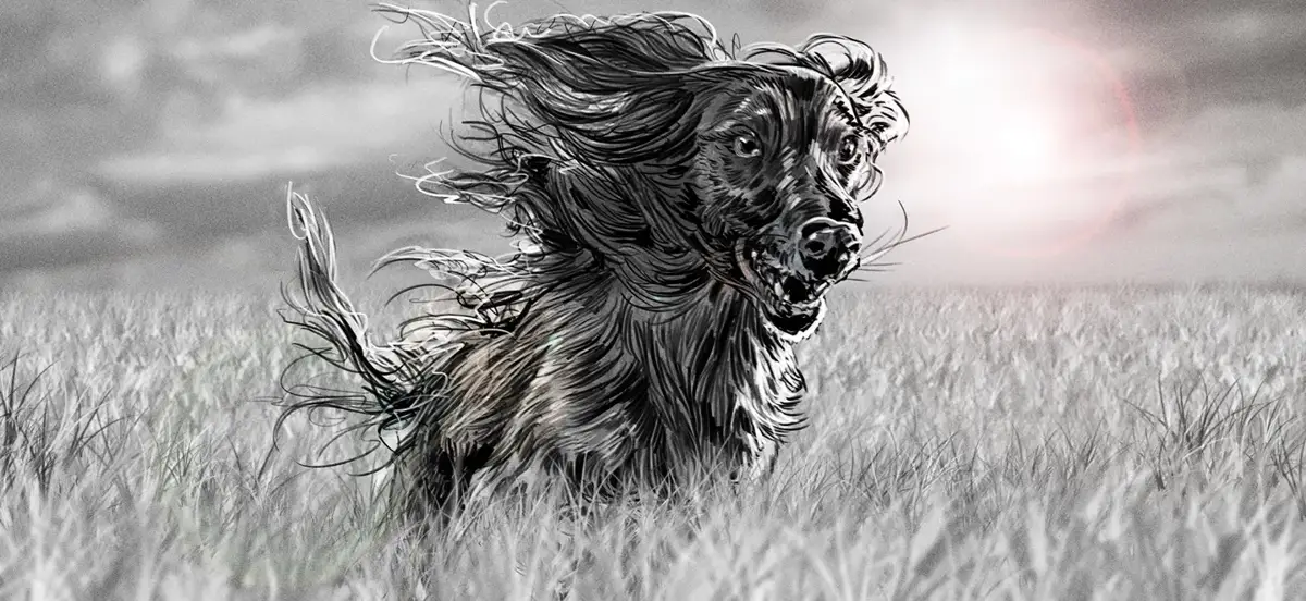 THE FARMER'S DOG — image 3