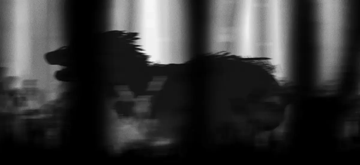THE FARMER'S DOG — image 8